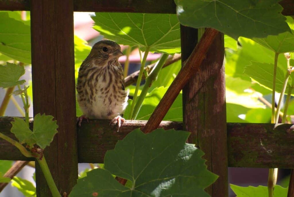 Comment couvrir le toit d&rsquo;une pergola ?